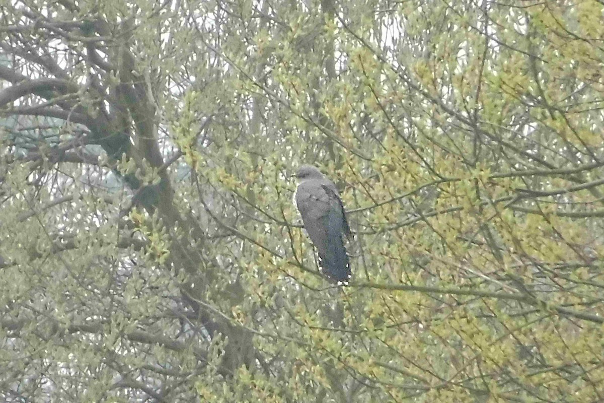 Common Cuckoo - ML652667229