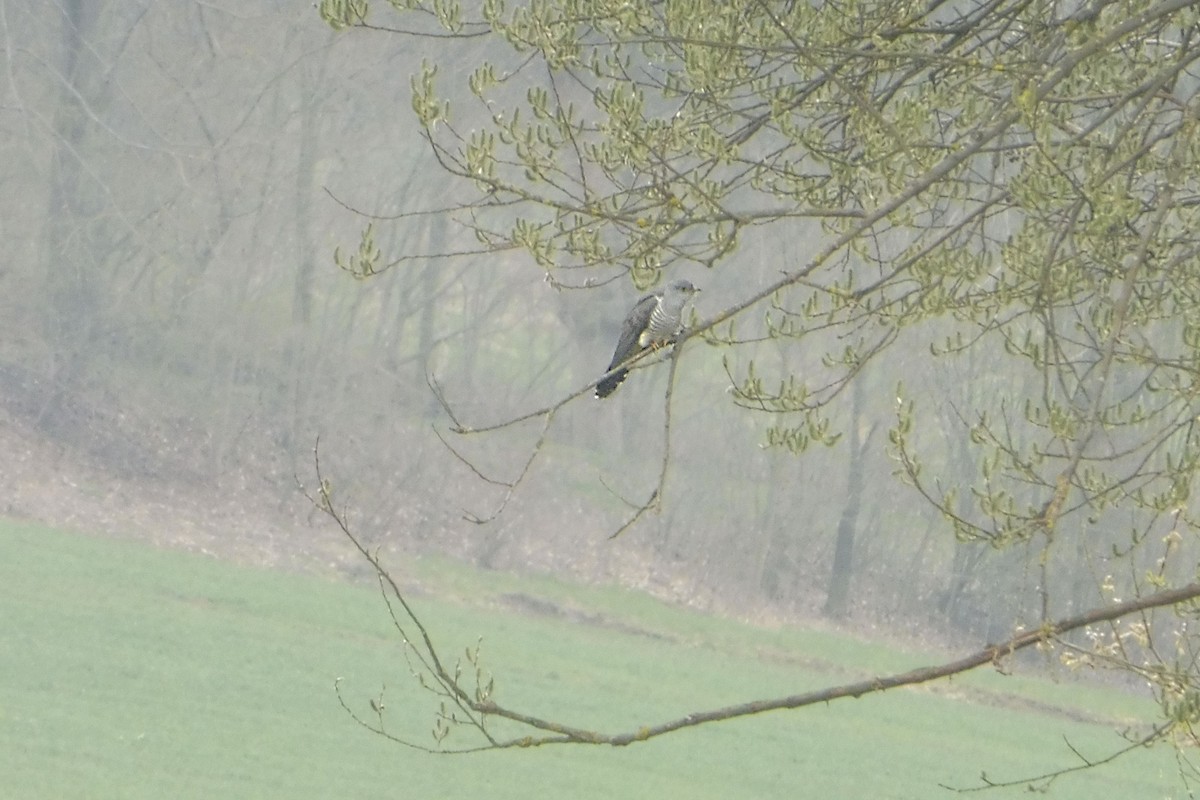 Common Cuckoo - ML652667230