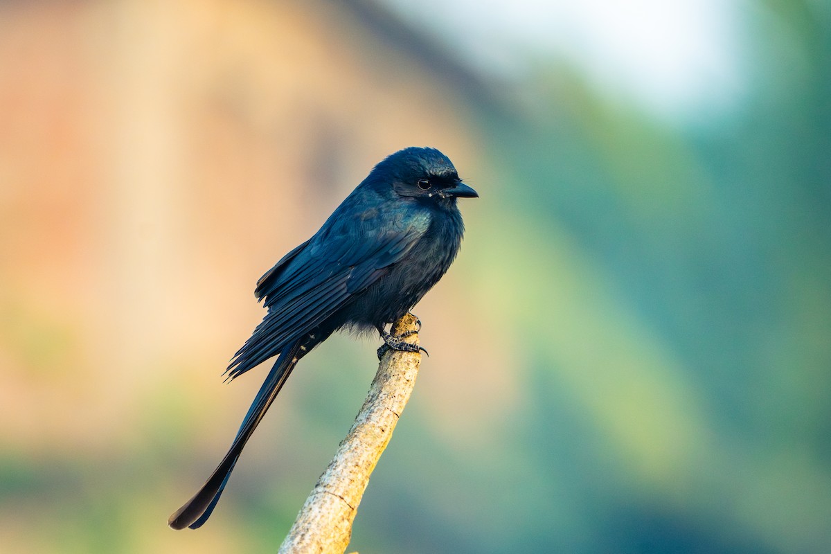 Drongo Real - ML652667319