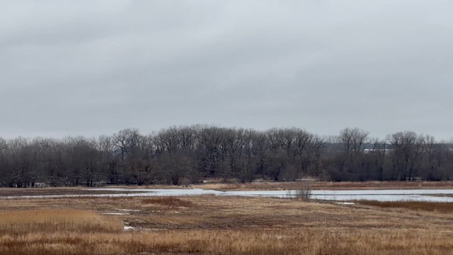 Canard colvert - ML652667441