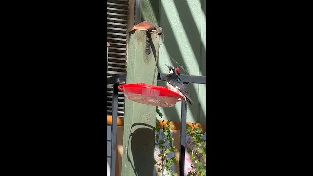 Pic glandivore - ML652667519