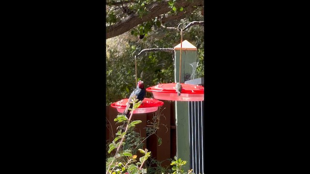 Pic glandivore - ML652667522