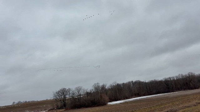 Bernache du Canada - ML652667524