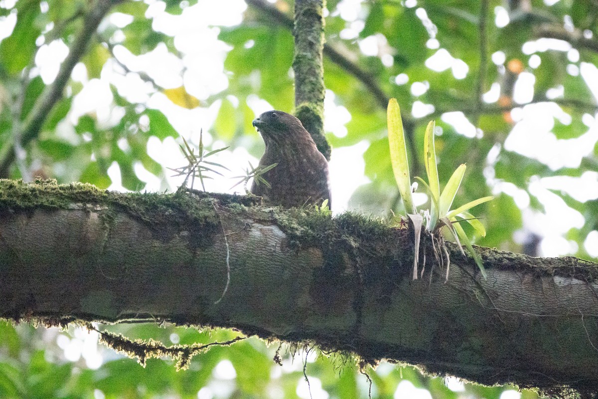 Broad-winged Hawk - ML652667605