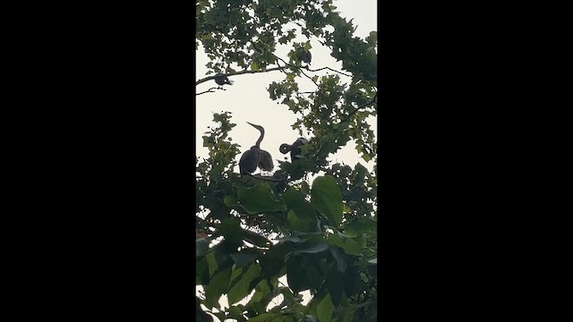 Grand Héron - ML652667652