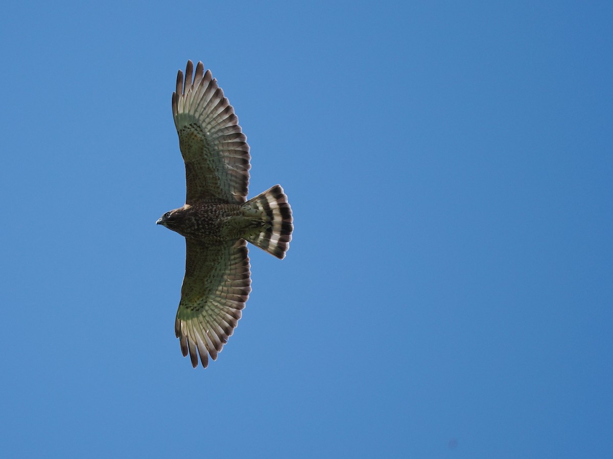 Broad-winged Hawk - ML652667668