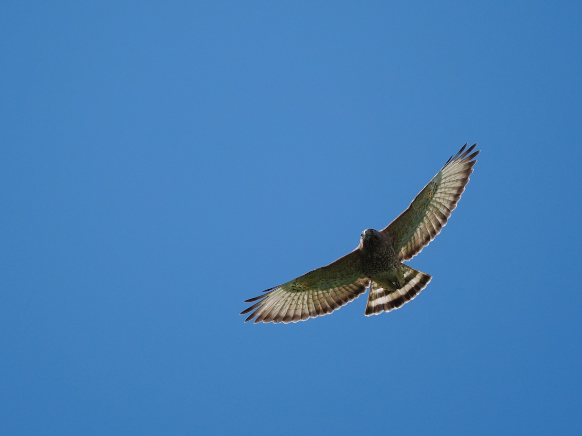 Broad-winged Hawk - ML652667669