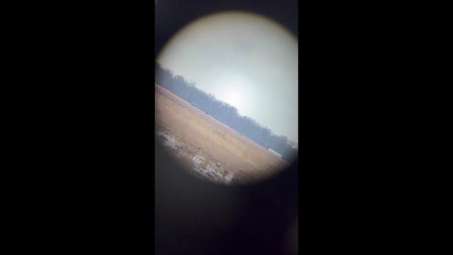 Busard des marais - ML652667749