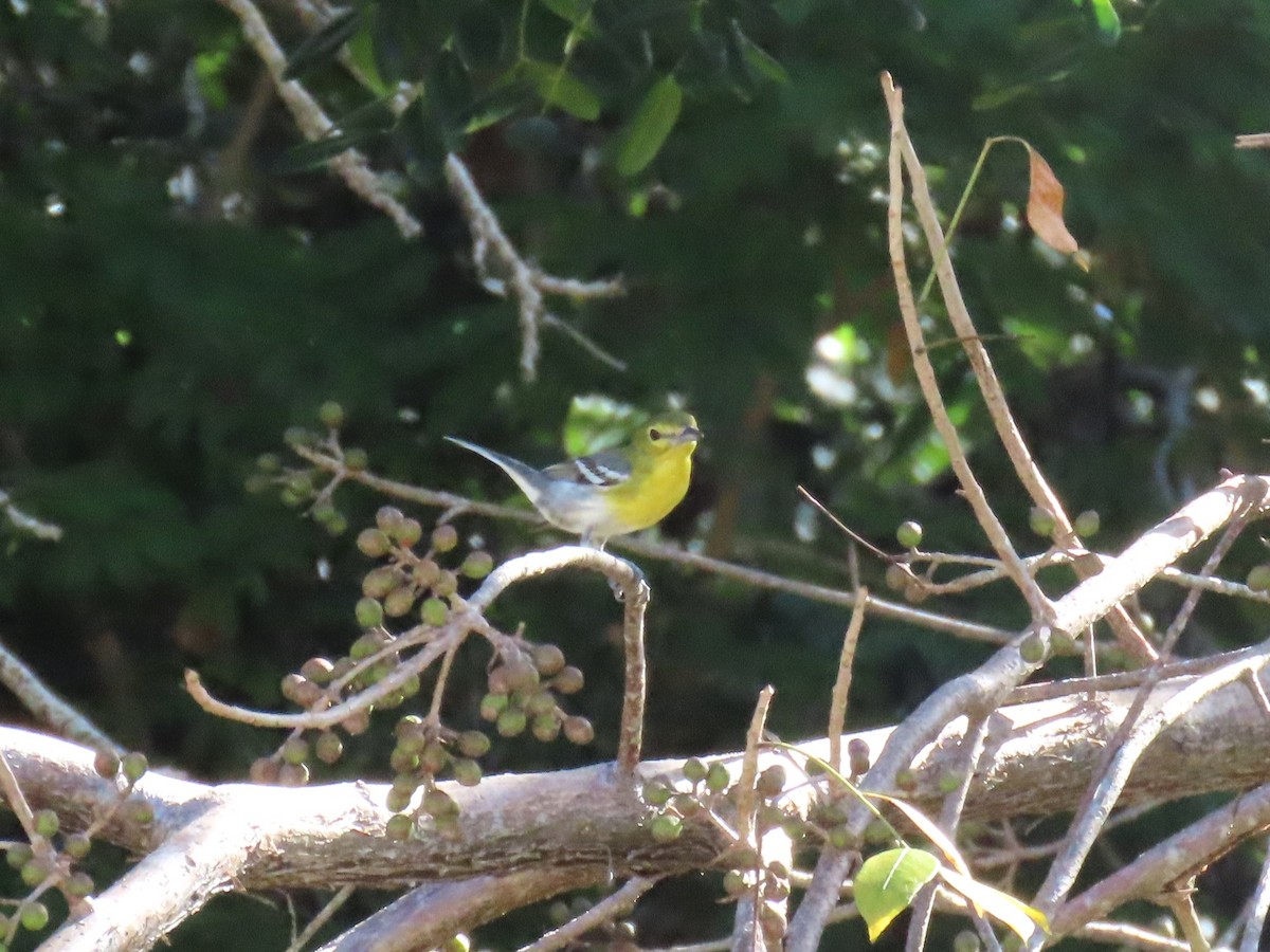 zelenáček žlutoprsý - ML652667934