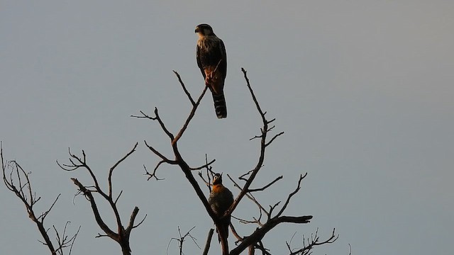 Pic champêtre - ML652667937