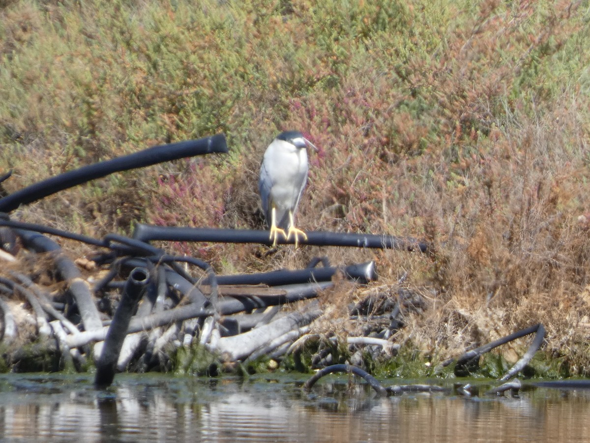 Ногоовор зашин - ML652668014