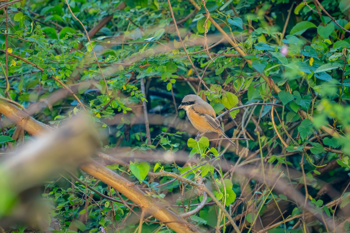 Alcaudón Schach - ML652668032