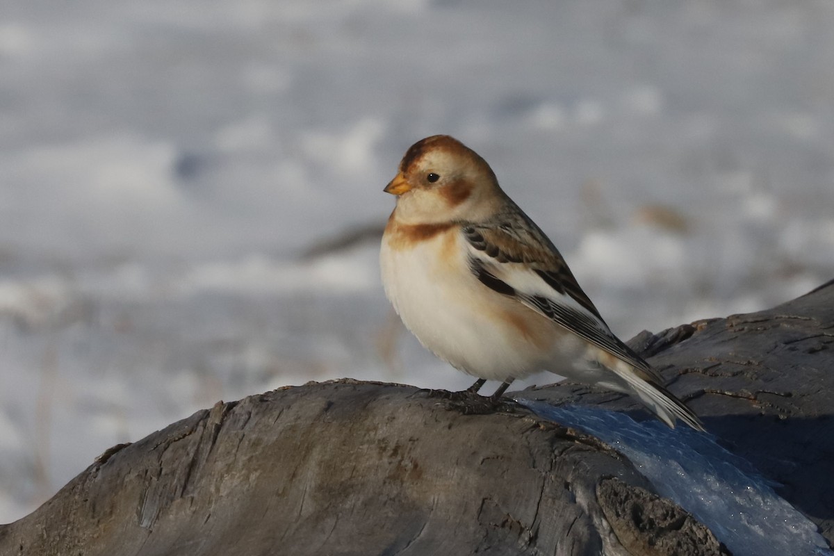 Zigolo delle nevi - ML652668182