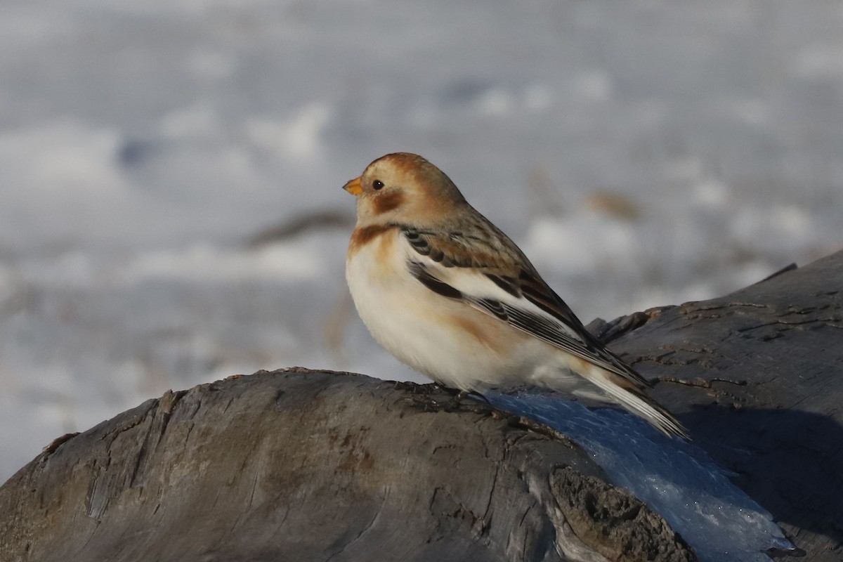 Zigolo delle nevi - ML652668183