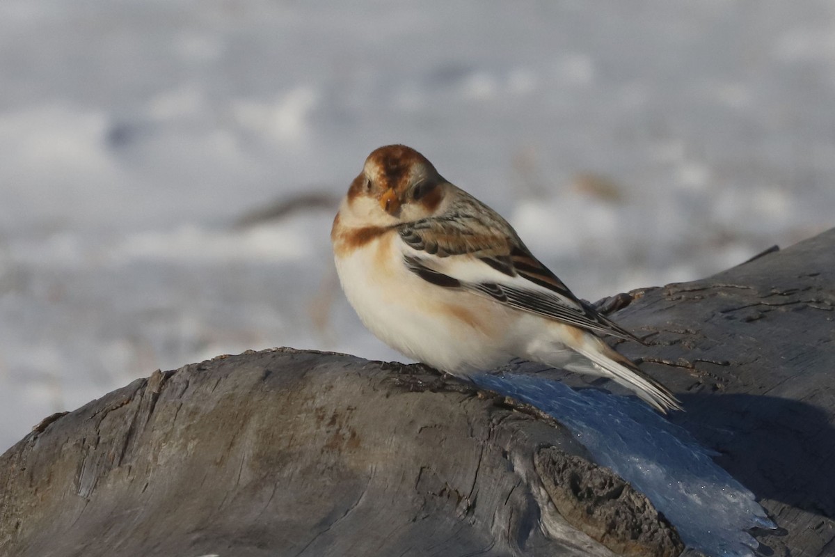 Zigolo delle nevi - ML652668184