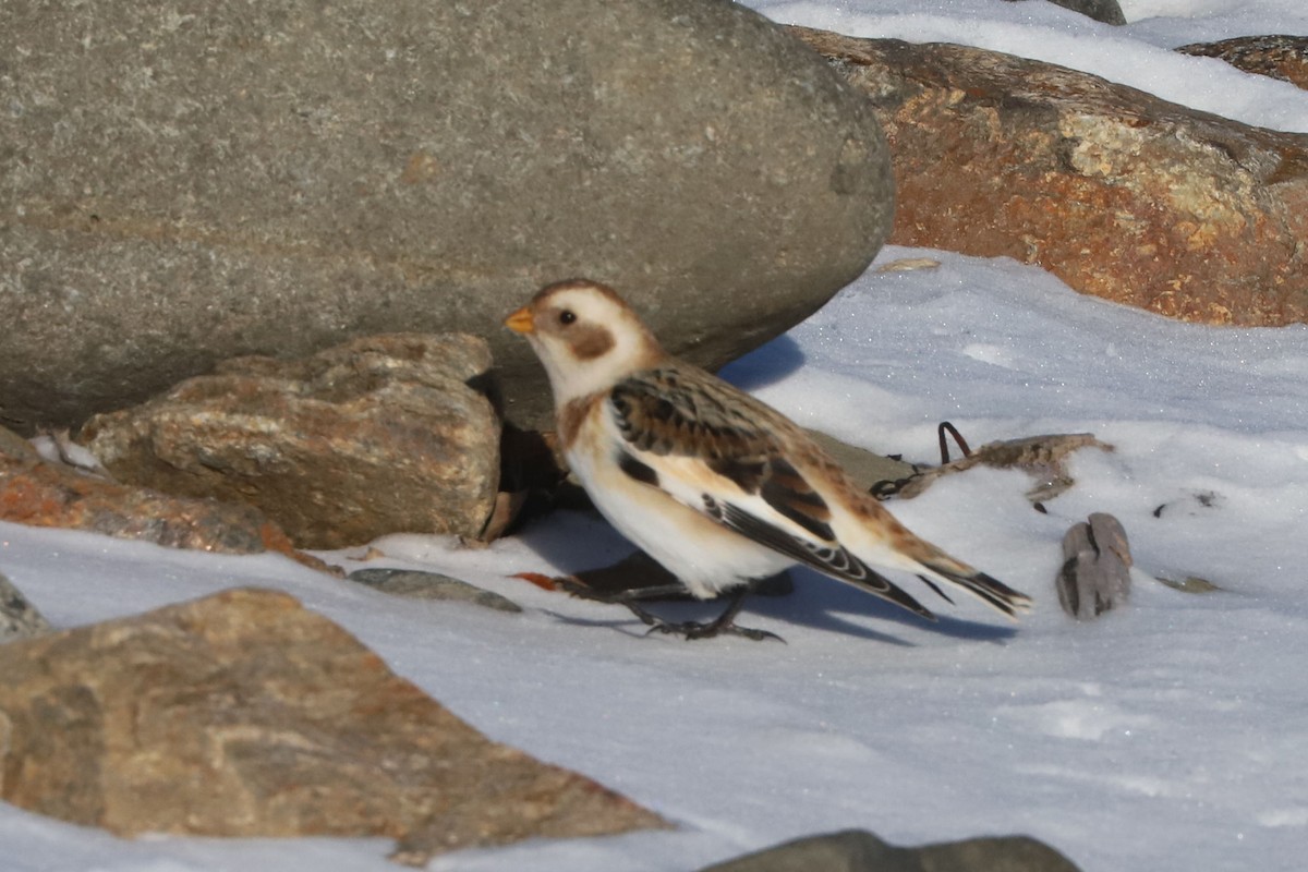 Zigolo delle nevi - ML652668185