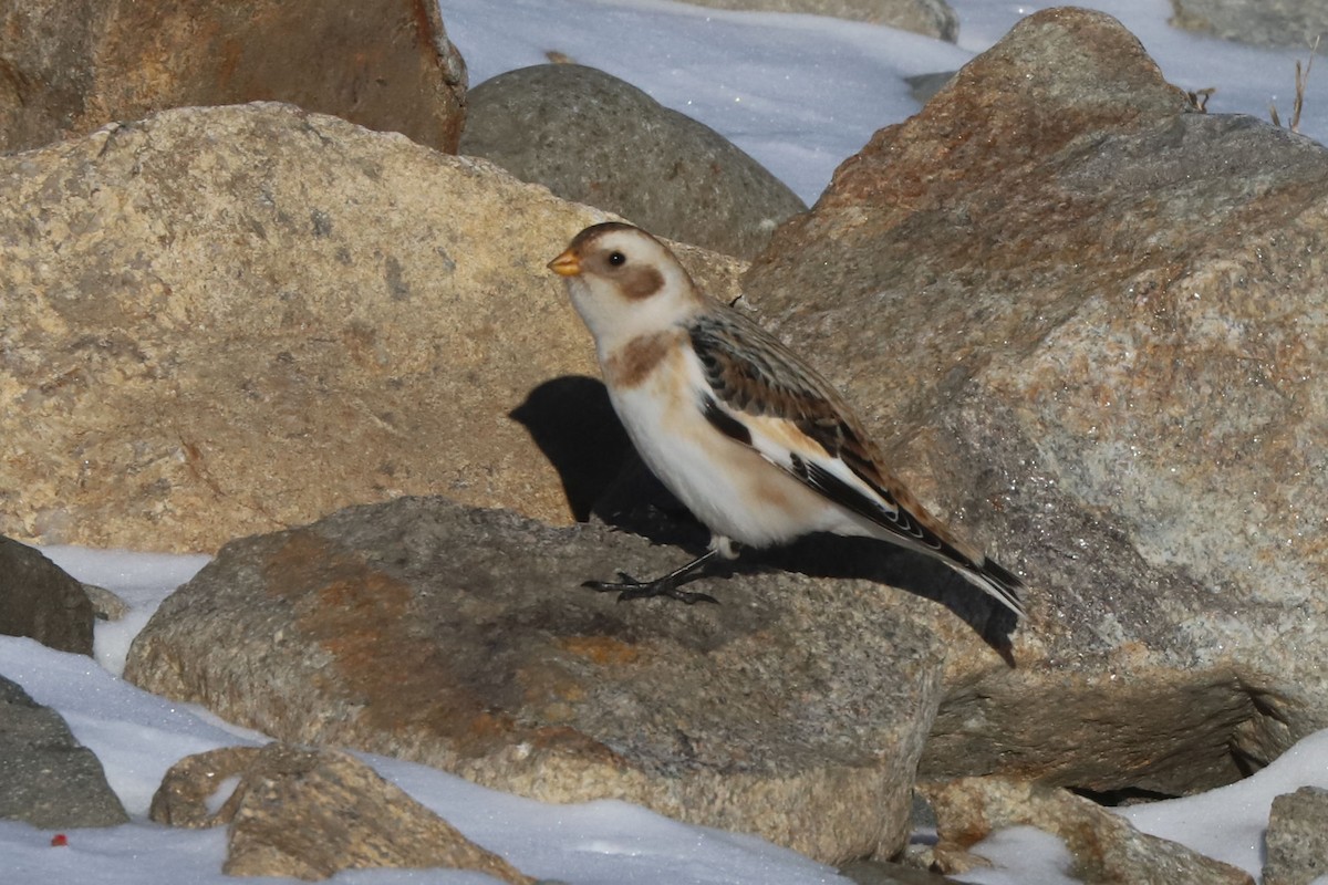 Zigolo delle nevi - ML652668186