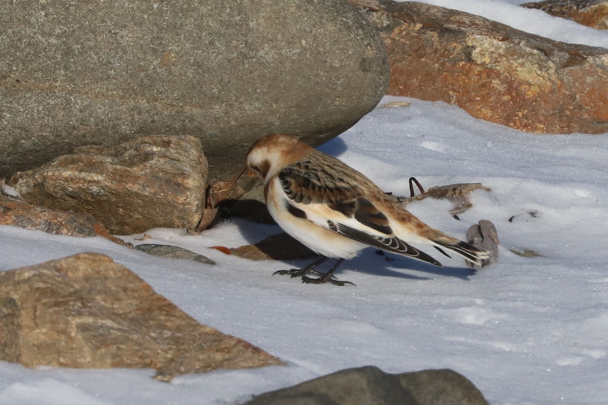 Zigolo delle nevi - ML652668187