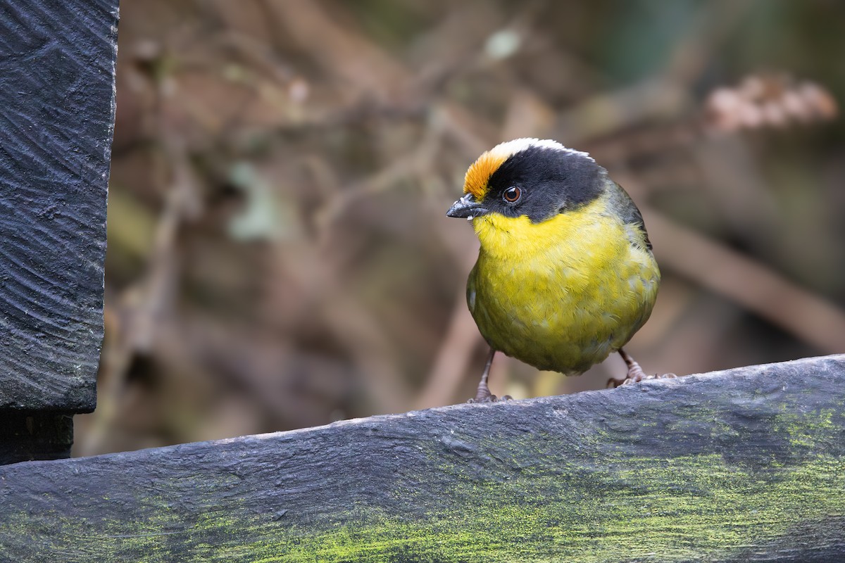 キエリヤブシトド - ML652668233