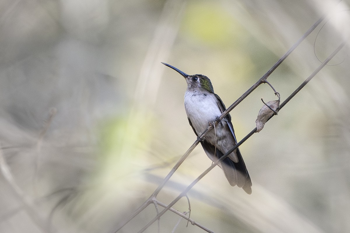 Wedge-tailed Sabrewing - ML652668237