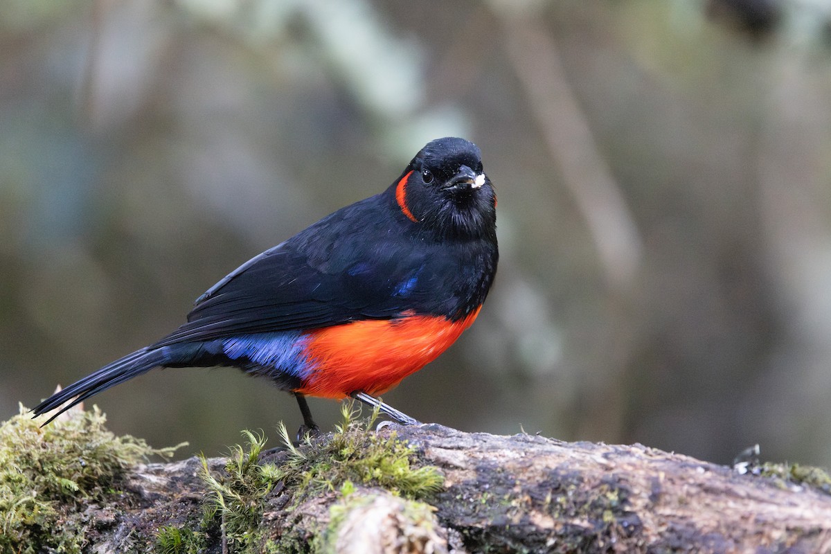 アカハラヤマフウキンチョウ - ML652668257