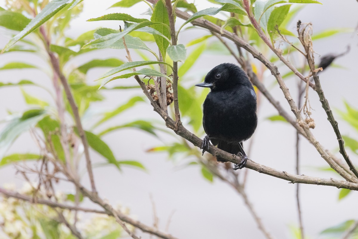 アオカタハナサシミツドリ - ML652668264