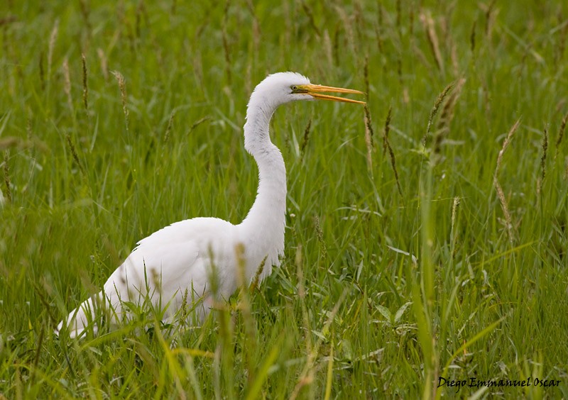 Great Egret - ML652668267