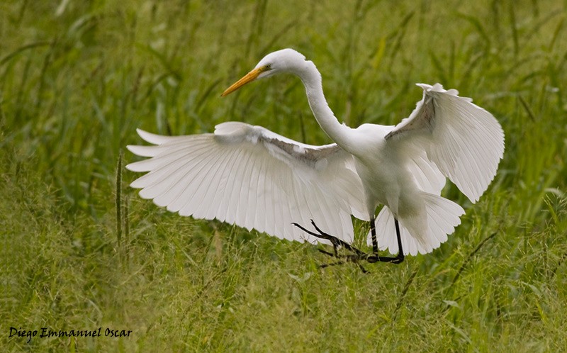 Great Egret - ML652668268