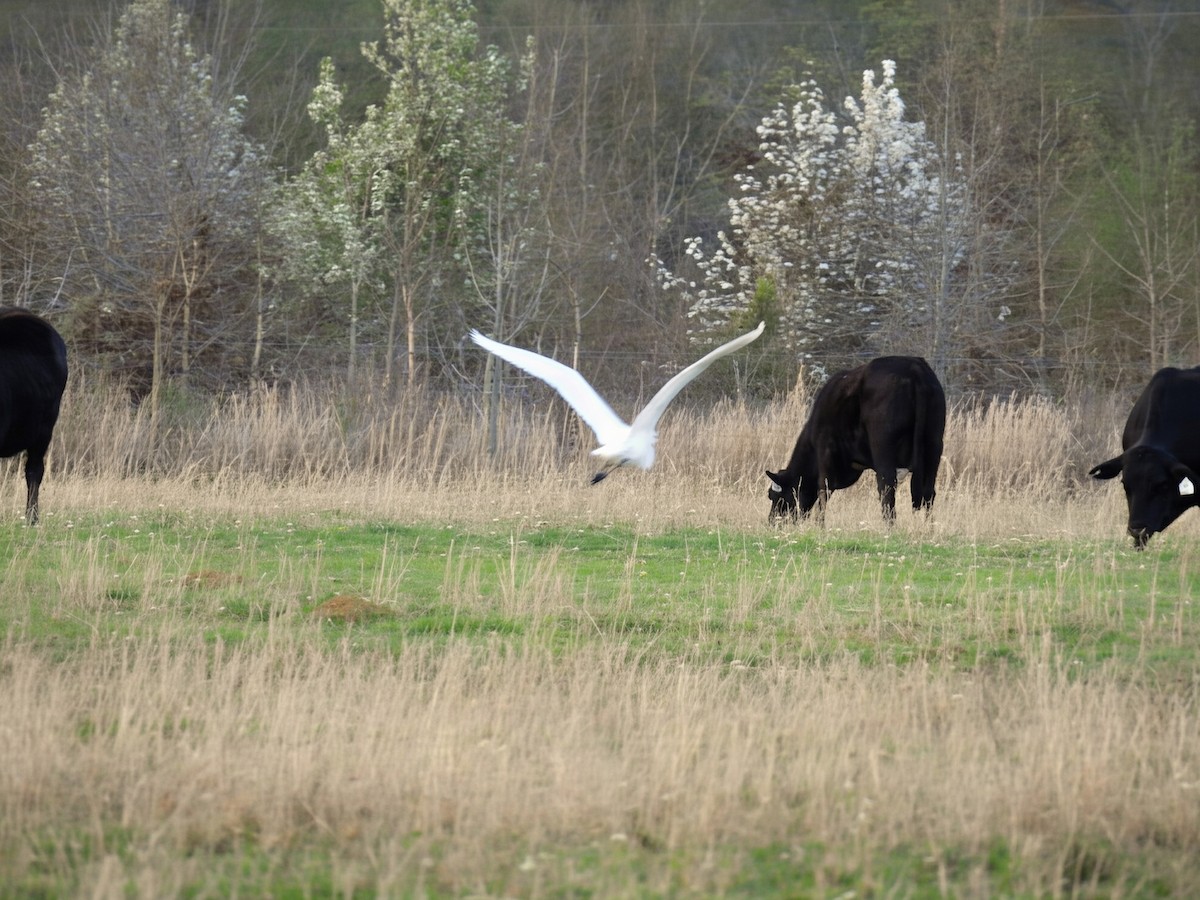 Great Egret - ML652668275