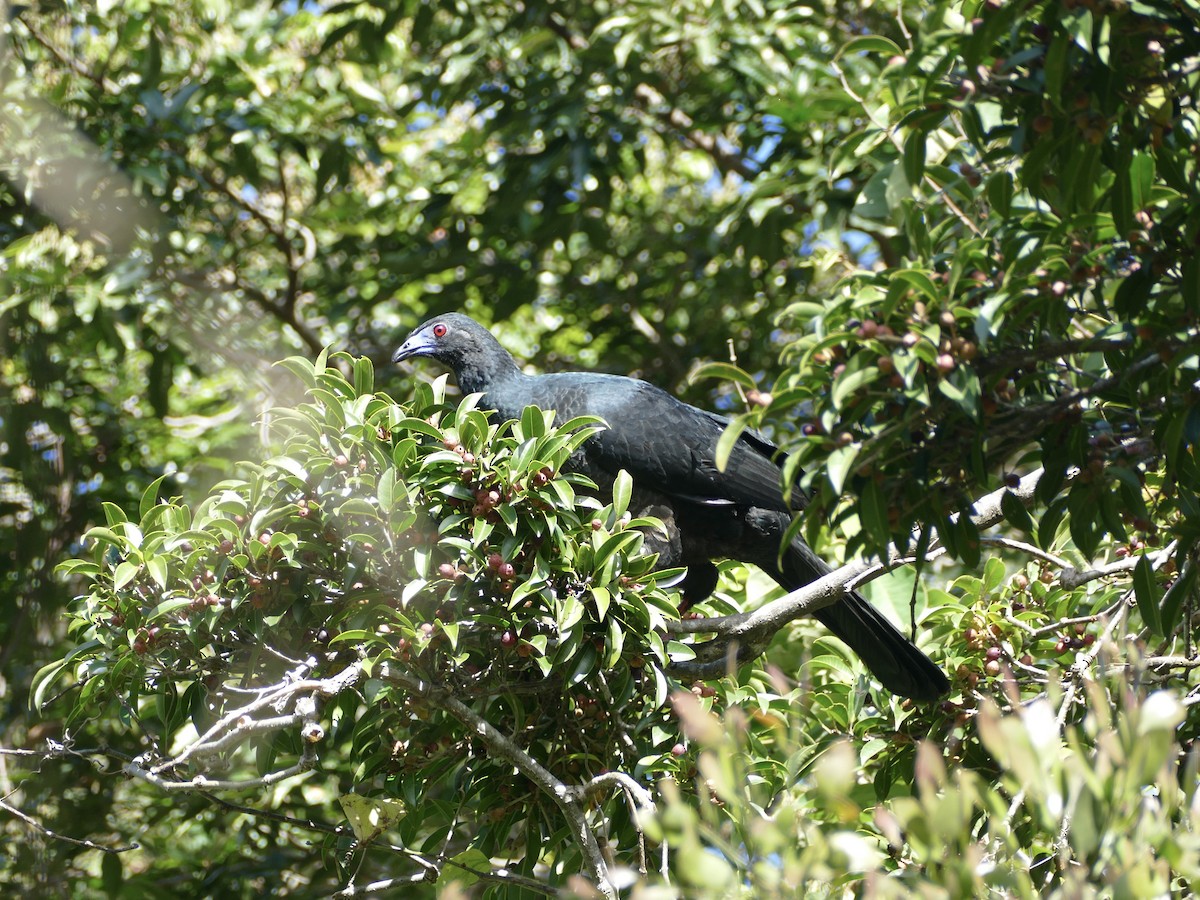 Black Guan - ML652668360