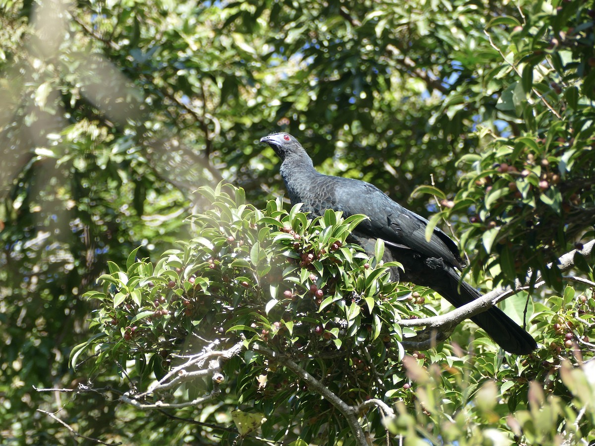 Black Guan - ML652668362