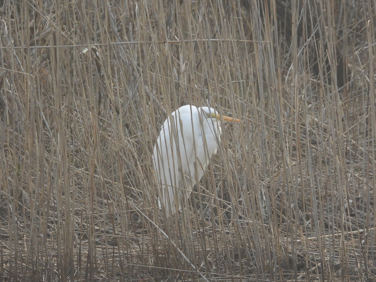 Great Egret - ML652668442