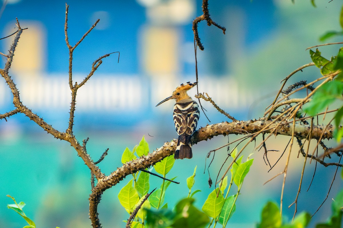 Abubilla Común - ML652668485