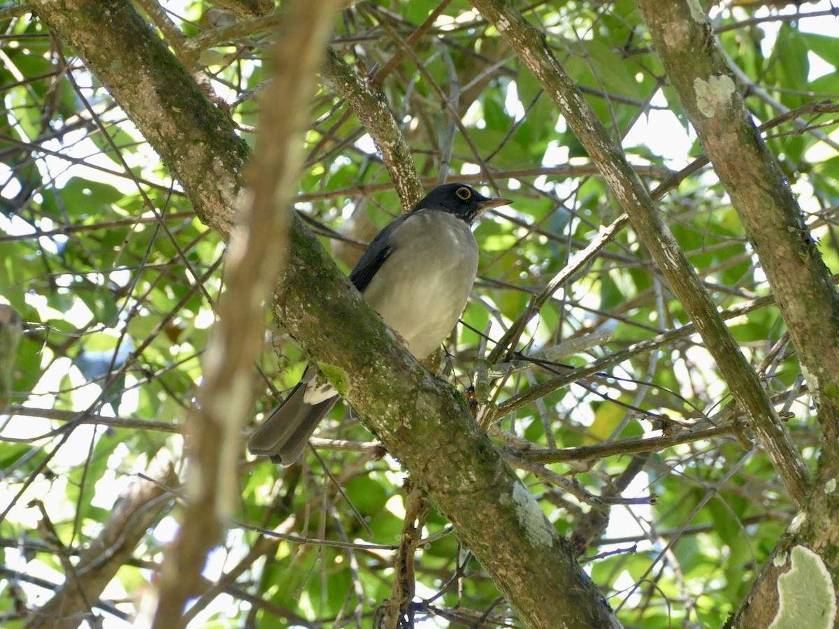White-throated Thrush - ML652668538