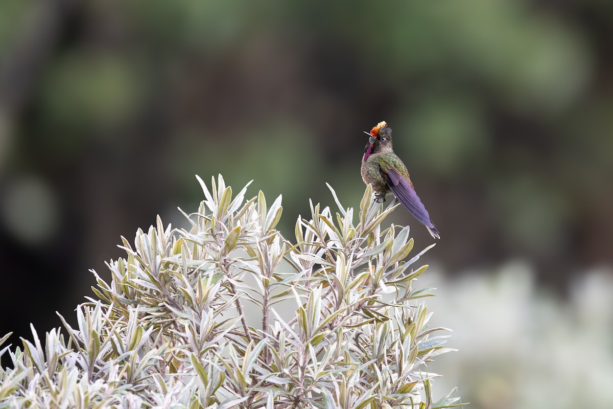 ニジイロコバシハチドリ - ML652668560