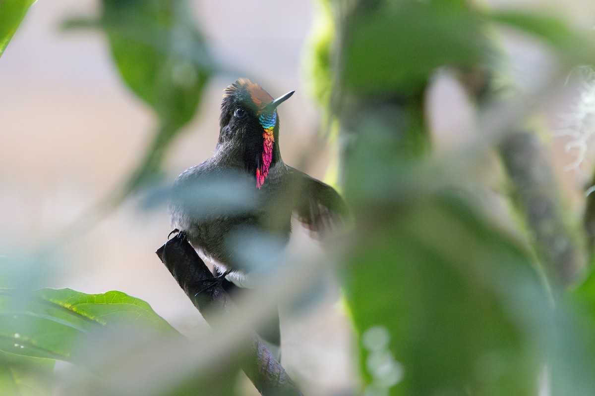 ニジイロコバシハチドリ - ML652668561