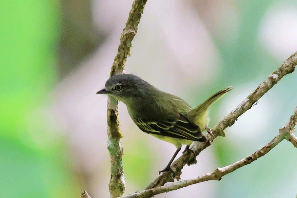 guyanatyrannulett - ML652668564