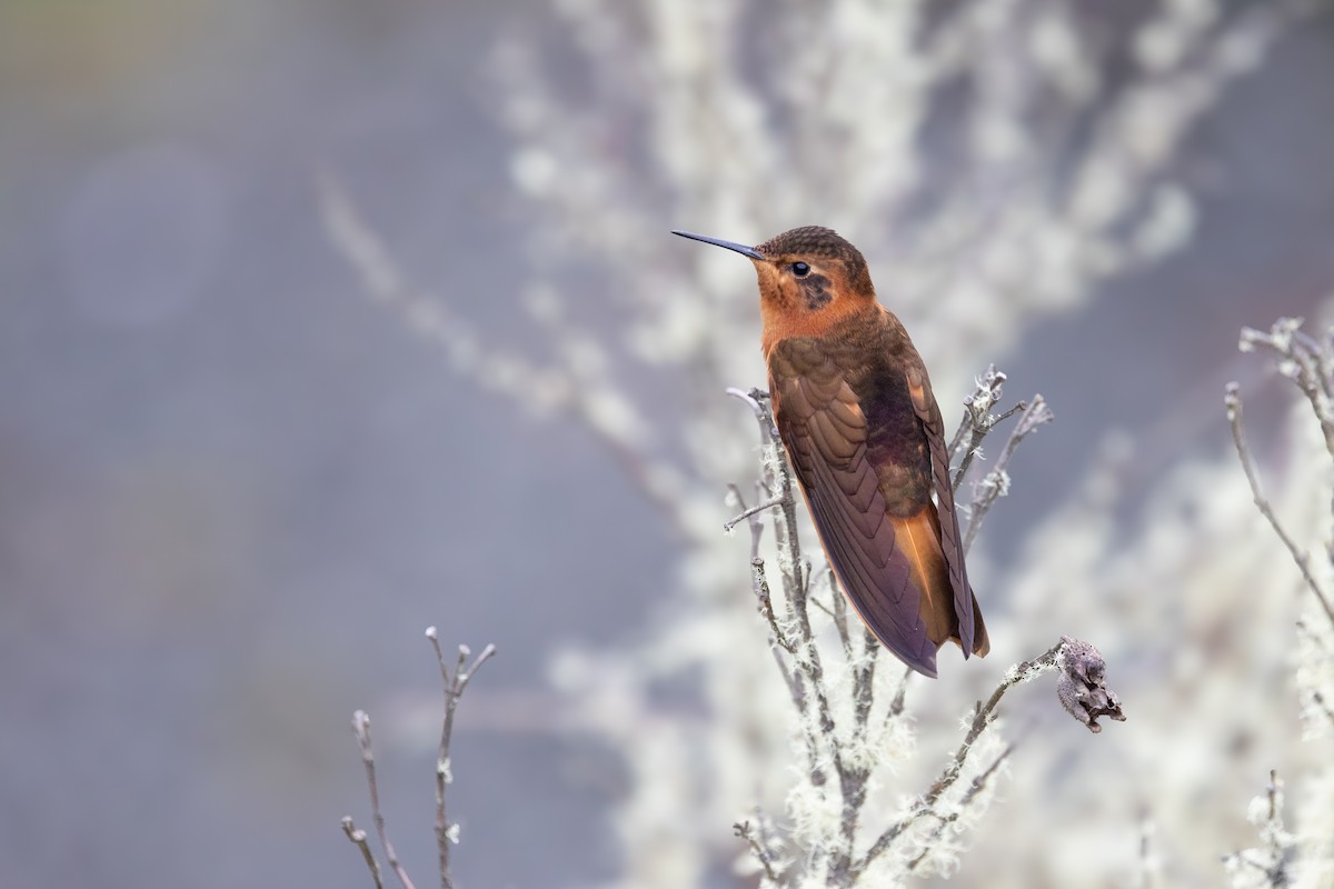 ニジハチドリ - ML652668565