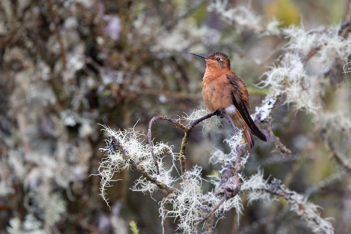 ニジハチドリ - ML652668566