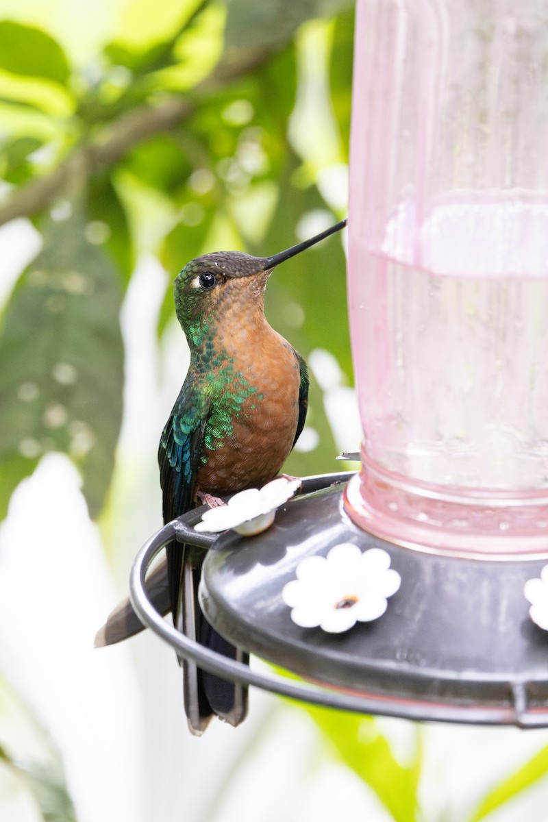 ルリバネハチドリ - ML652668572