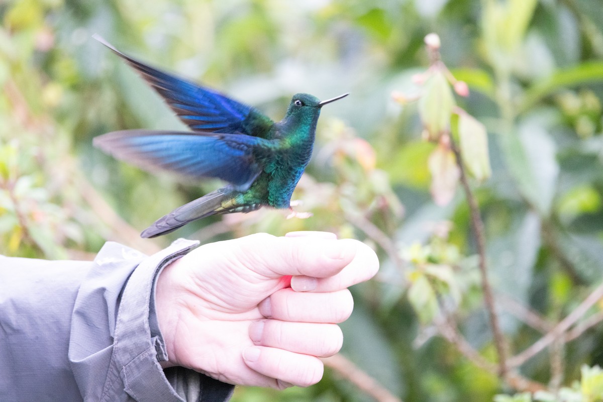 ルリバネハチドリ - ML652668573