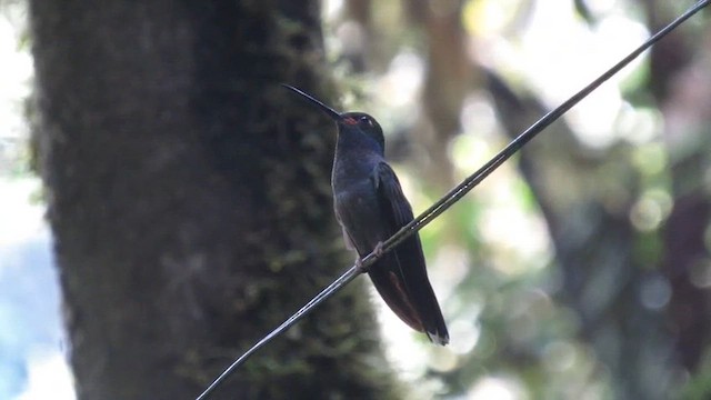 ルリムネハチドリ - ML652668590