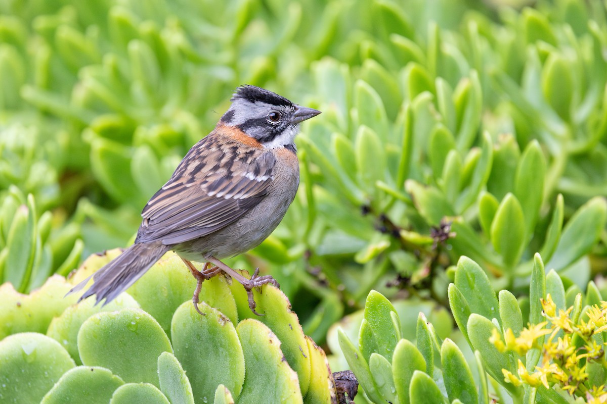 アカエリシトド - ML652668607