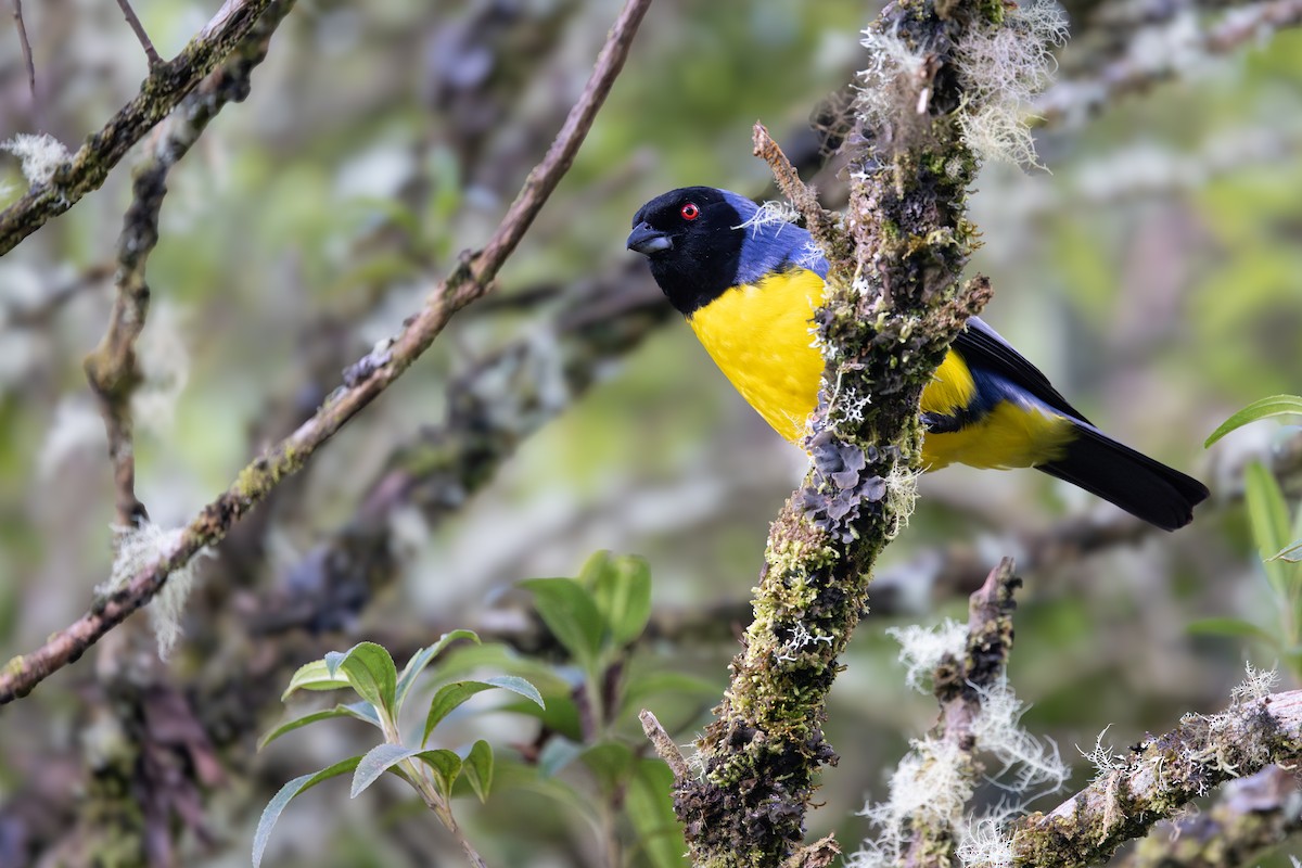 ズキンキバラフウキンチョウ - ML652668622