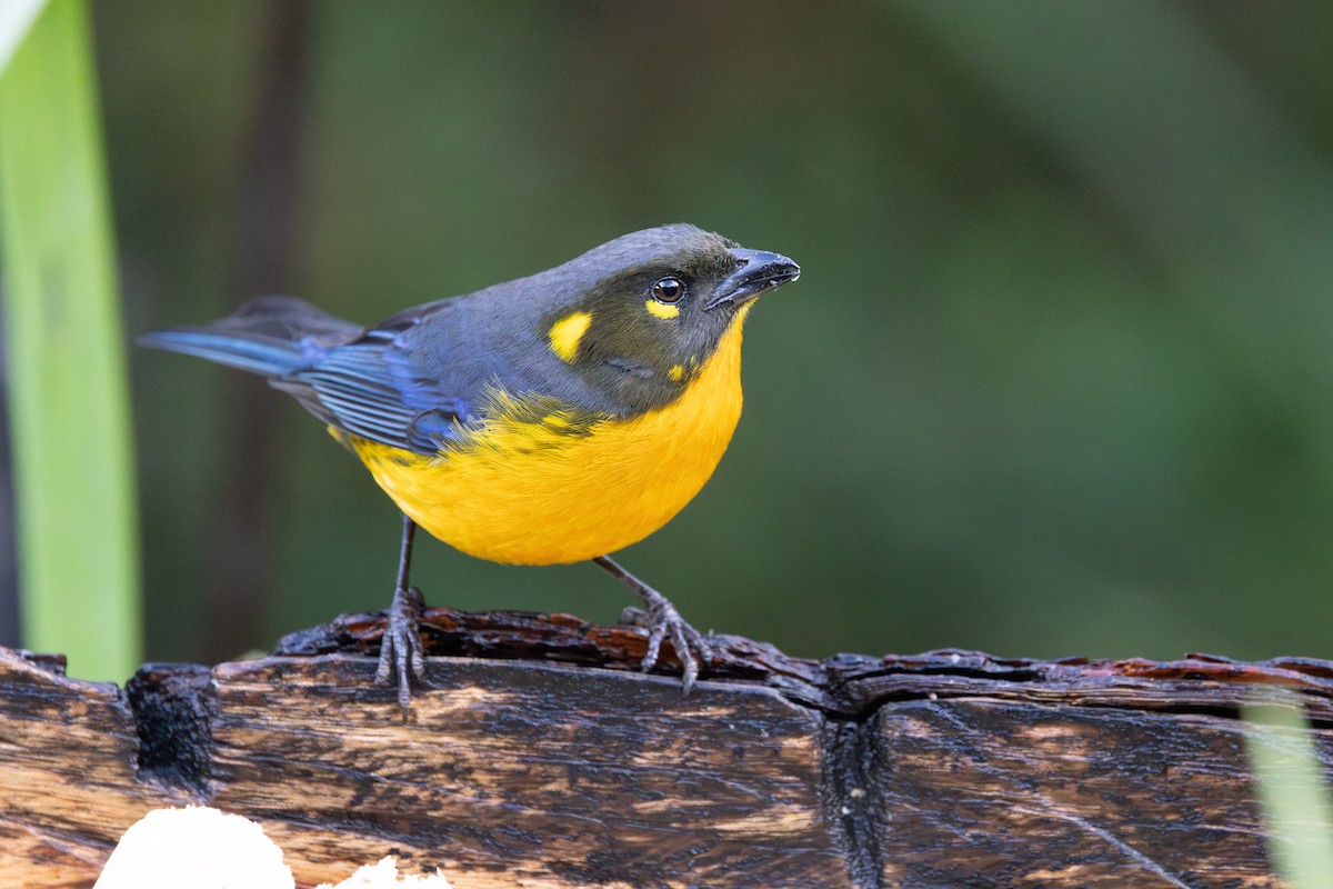 キボシヤマフウキンチョウ - ML652668626