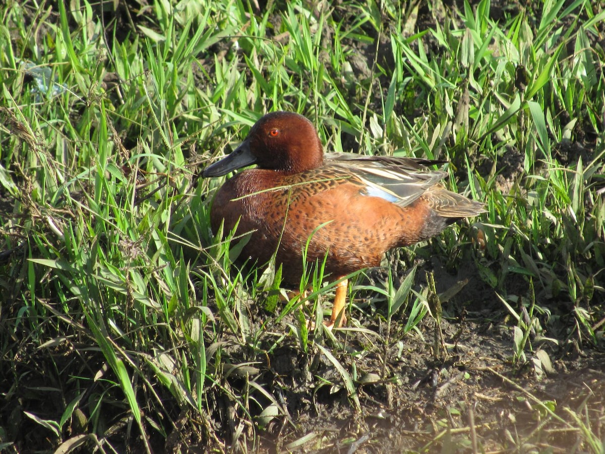 アカシマアジ - ML652668658