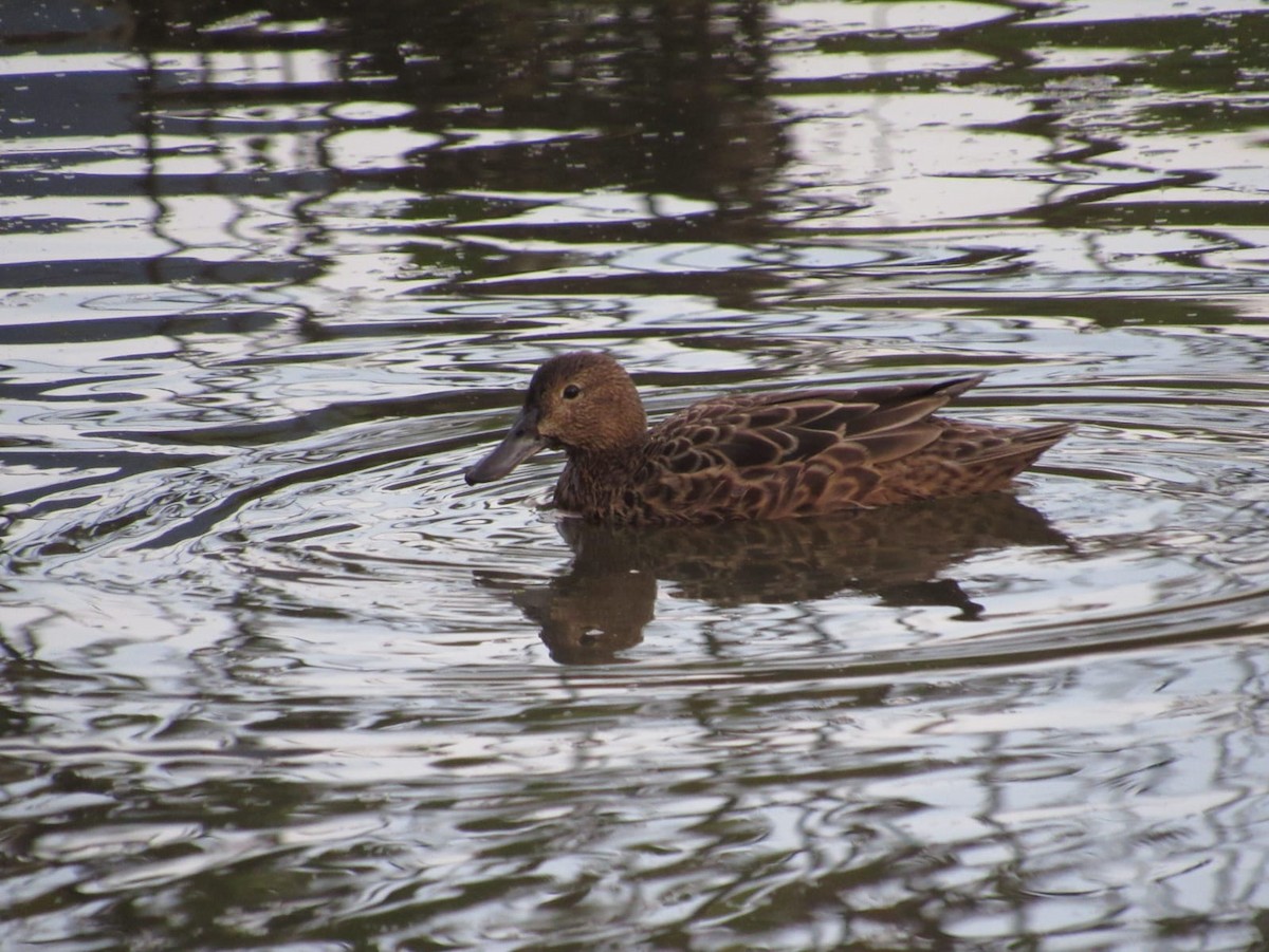 アカシマアジ - ML652668659