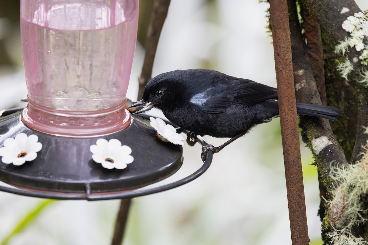 アオカタハナサシミツドリ - ML652668685