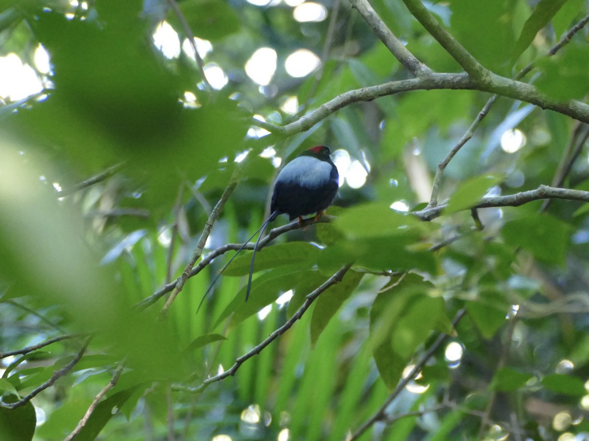 Long-tailed Manakin - ML652668696