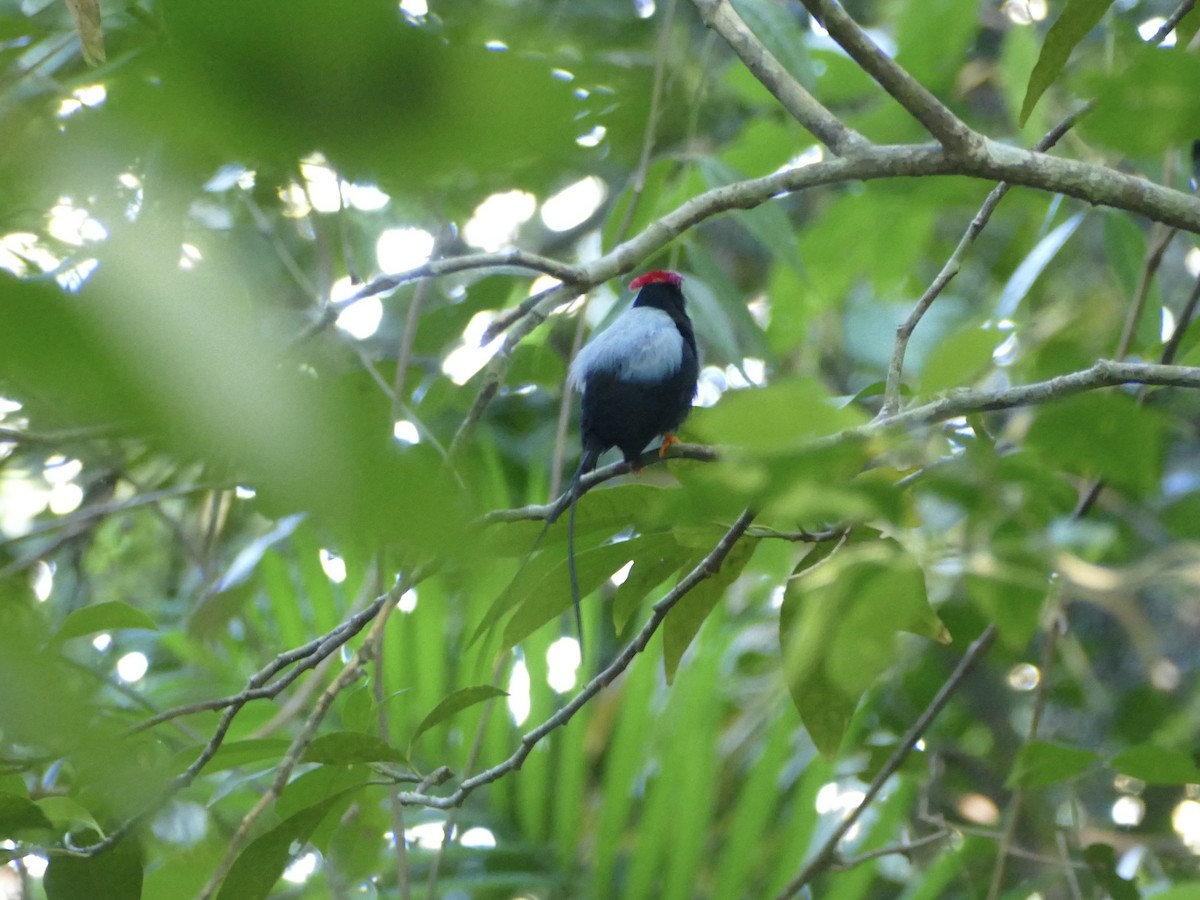 Long-tailed Manakin - ML652668697